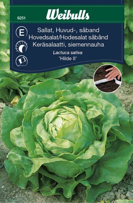 Hovedsalat, såbånd 'Attraction'